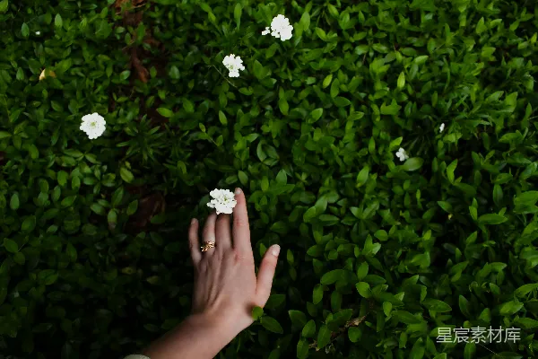 一只手触摸着绿色叶子上的花朵。