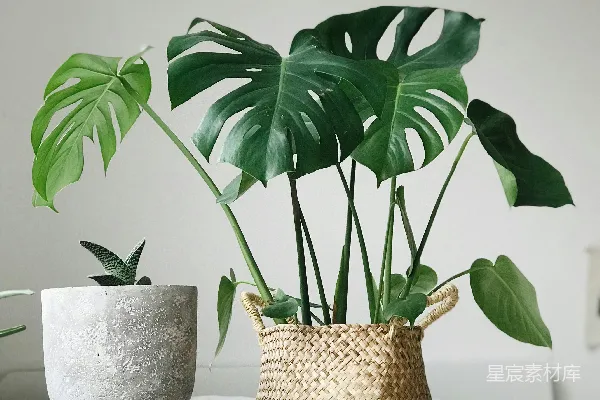 绿色叶子植物放在棕色藤编花瓶旁边，靠近书籍。