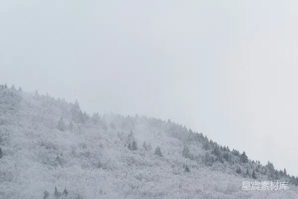覆盖着白雪的山上有树木。