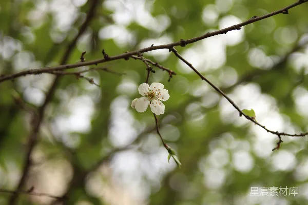 一棵树干上独自绽放着一朵白色花朵。