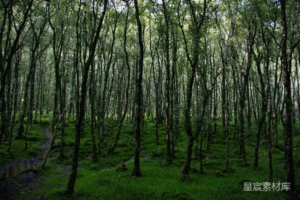 稠密的森林中长满了高而纤细的树木和绿色植被