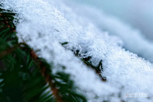 雪覆盖的松树枝近景