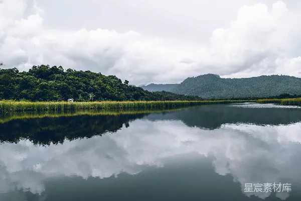 海边高树在白天白天下方的景象