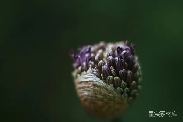 一朵花的特写镜头，背景模糊。