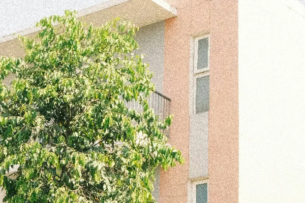 高清摄影 一棵郁郁葱葱的绿树在一座淡色建筑前。