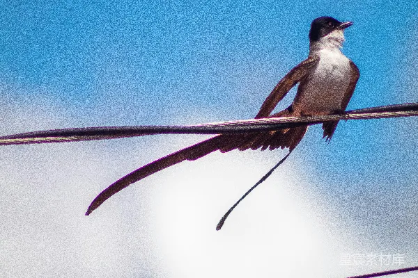 一只小鸟坐在电线杆顶上
