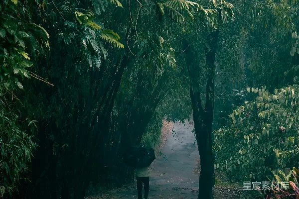 一个人走在森林中一条小径中间