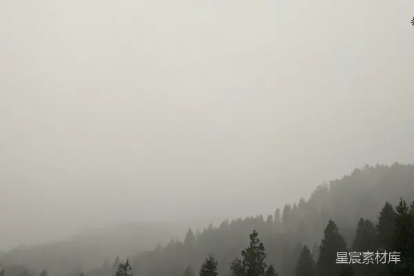 雾中的森林，树木