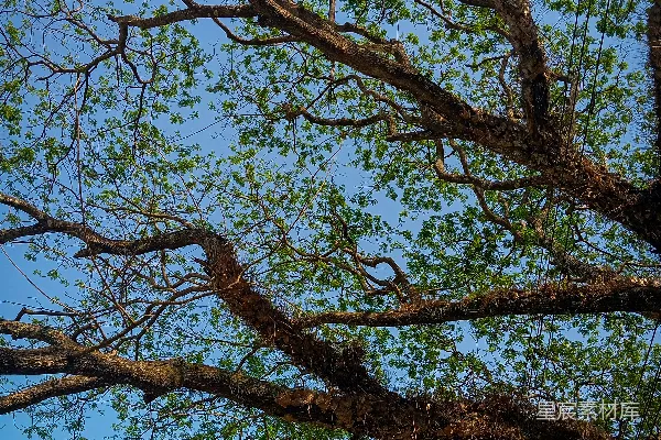 树前有一个停机坪，周围长满了绿叶。