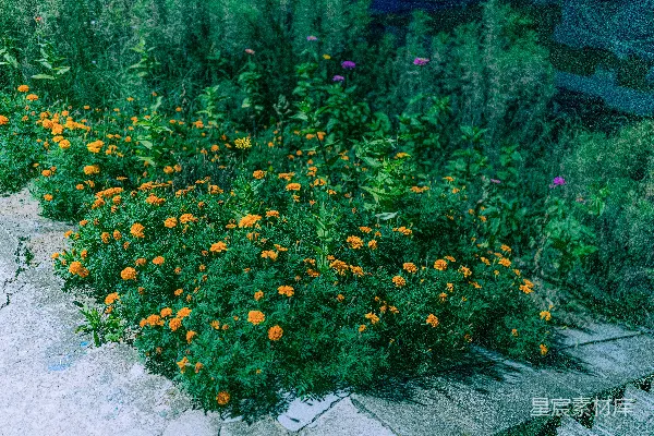 一束生长在人行道上的花