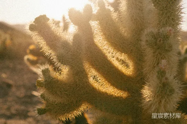 一个仙人掌植物的特写镜头，太阳在背景中。