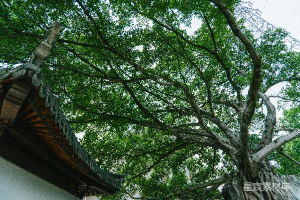 古榕树与传统建筑的飞檐
