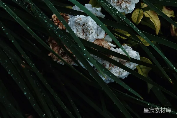 绿叶白花