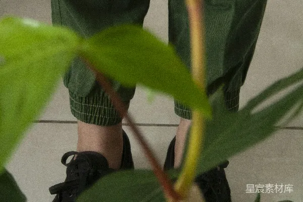 带叶的植物
