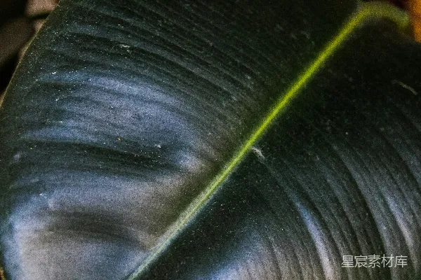 一个绿色和黑色物体的特写镜头
