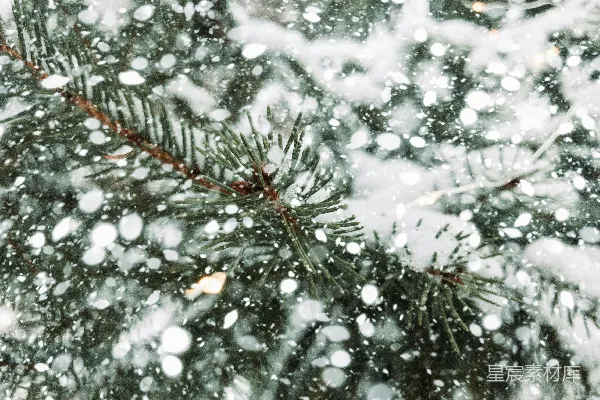 覆盖着白雪的绿松树