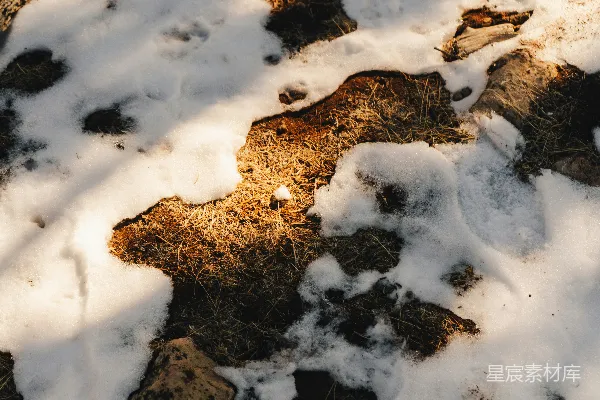 雪覆盖地面的枯黄干叶