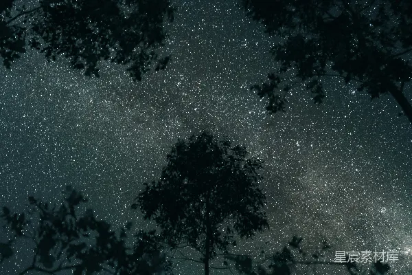 星夜下树的轮廓