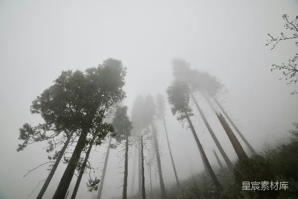 高清摄影 满是高大树木的浓雾森林