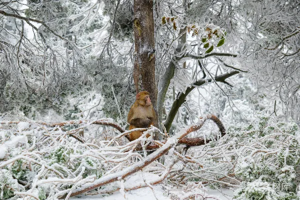 一只猴子坐在覆盖着白雪的树枝之间，置身于一片冬林之中。
