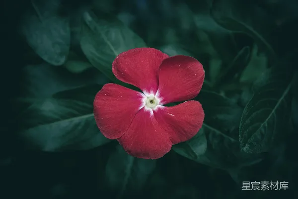背景中有一朵红花和几片绿叶。