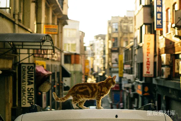 一只猫站在一辆车的顶部。