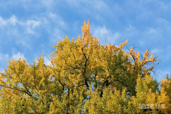 金秋 Trees against a blue sky