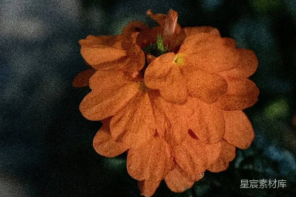 一朵橘色花朵的特写镜头在植物上