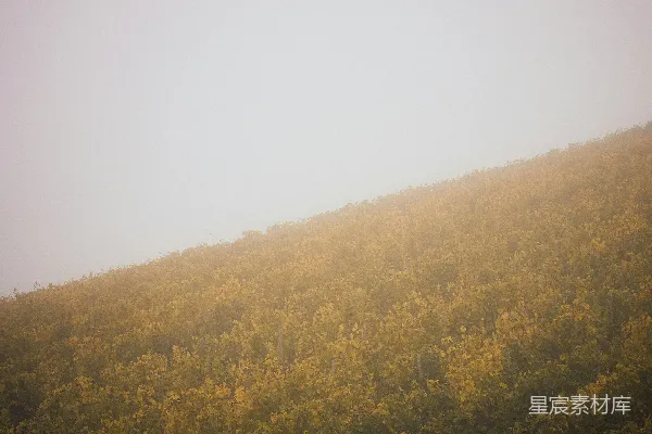 树丛中的小山