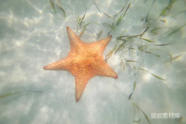 一颗海星正在水中游动