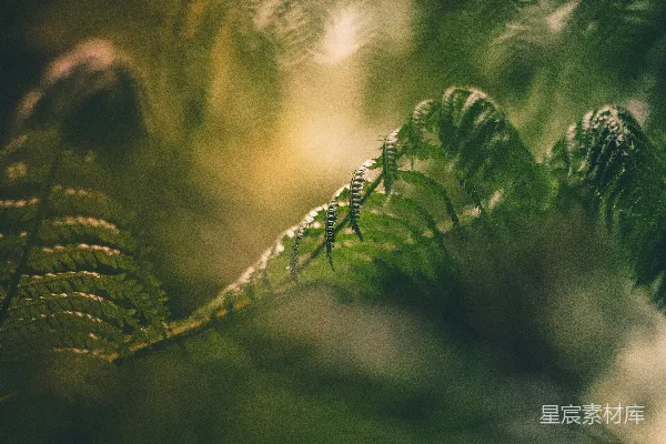 绿色蕨类植物的近景摄影