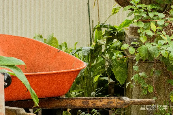 装有植物的轮推子放在地上