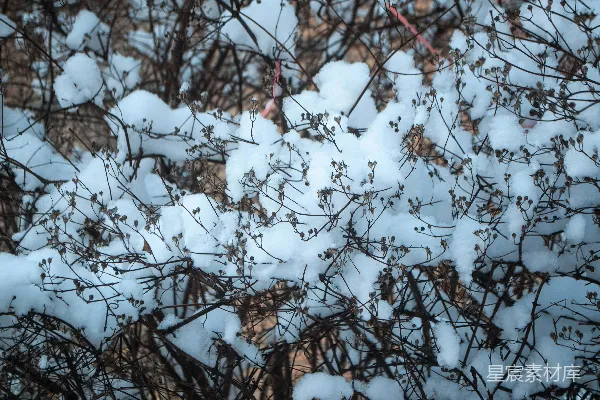 一只鸟停在一棵长满雪的树枝上