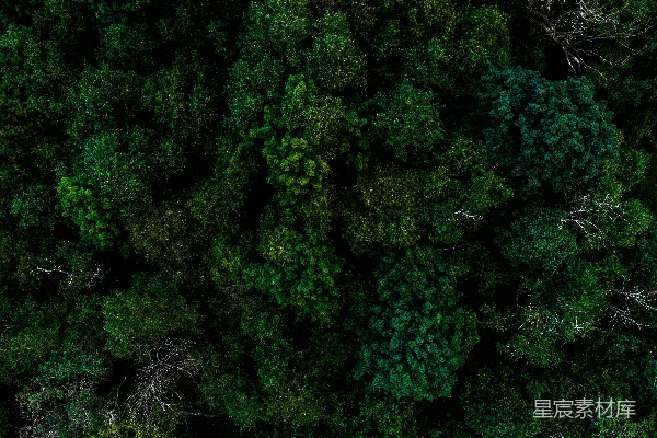 woods里的一群树