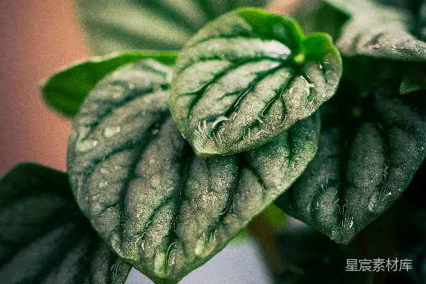 植物上近距离特写，挂着水珠