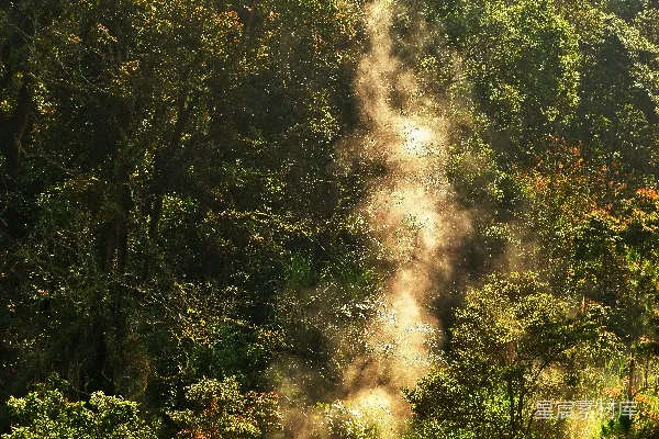 一匹马站在一片茂密绿色的草地上，旁边是森林。