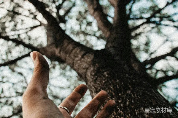 一个人的手伸向上方的树