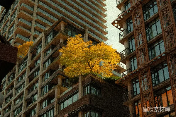 高清摄影 一株黄色的树环绕在建筑物周围，周围是城市建筑。