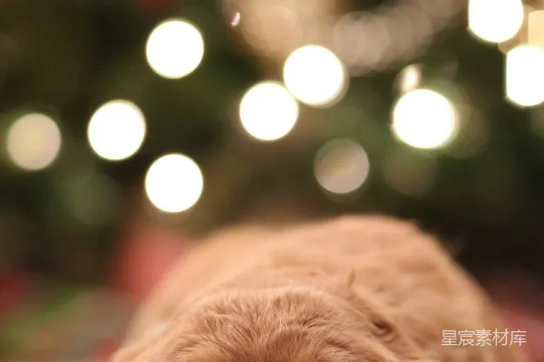 金色拉布拉多幼犬的镜头虚化摄影