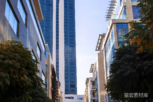 高清摄影 白天高楼附近的一棵绿树