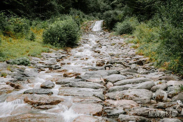 一条河流穿过一片郁郁葱葱的森林