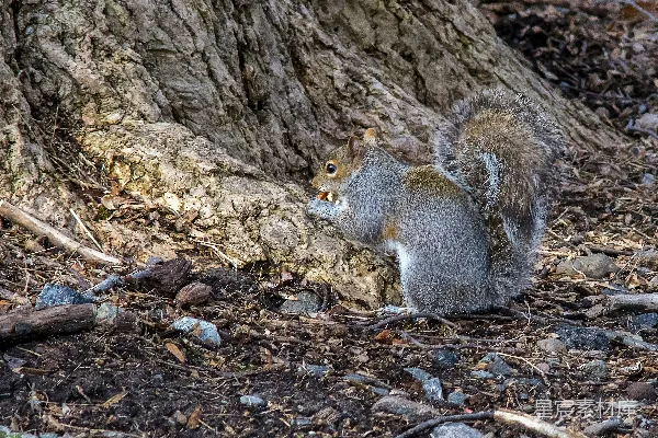 灰 squirrels 在 棕色 树干 上
