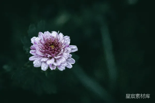 一朵带水珠的紫色花朵