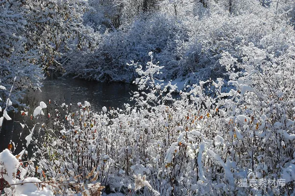 一条溪流穿越着覆盖着白雪的森林