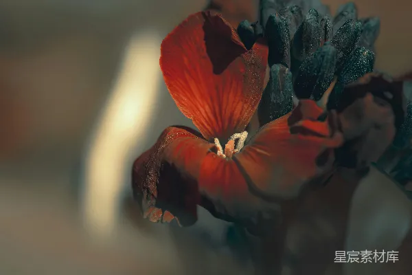 特写镜头下是一朵红花的花瓣。