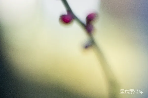 枝头一抹嫩芽，背景模糊。