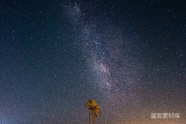 夜空满是星辰，几株棕榈树点缀其间。