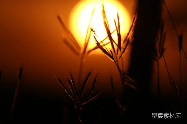 夕阳落在一棵树的枝叶后面