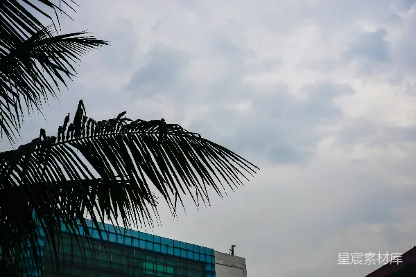 高清摄影 棕榈叶在阴云密布的天空下，背景是建筑物。