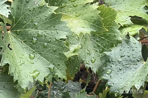 叶片上的水珠特写